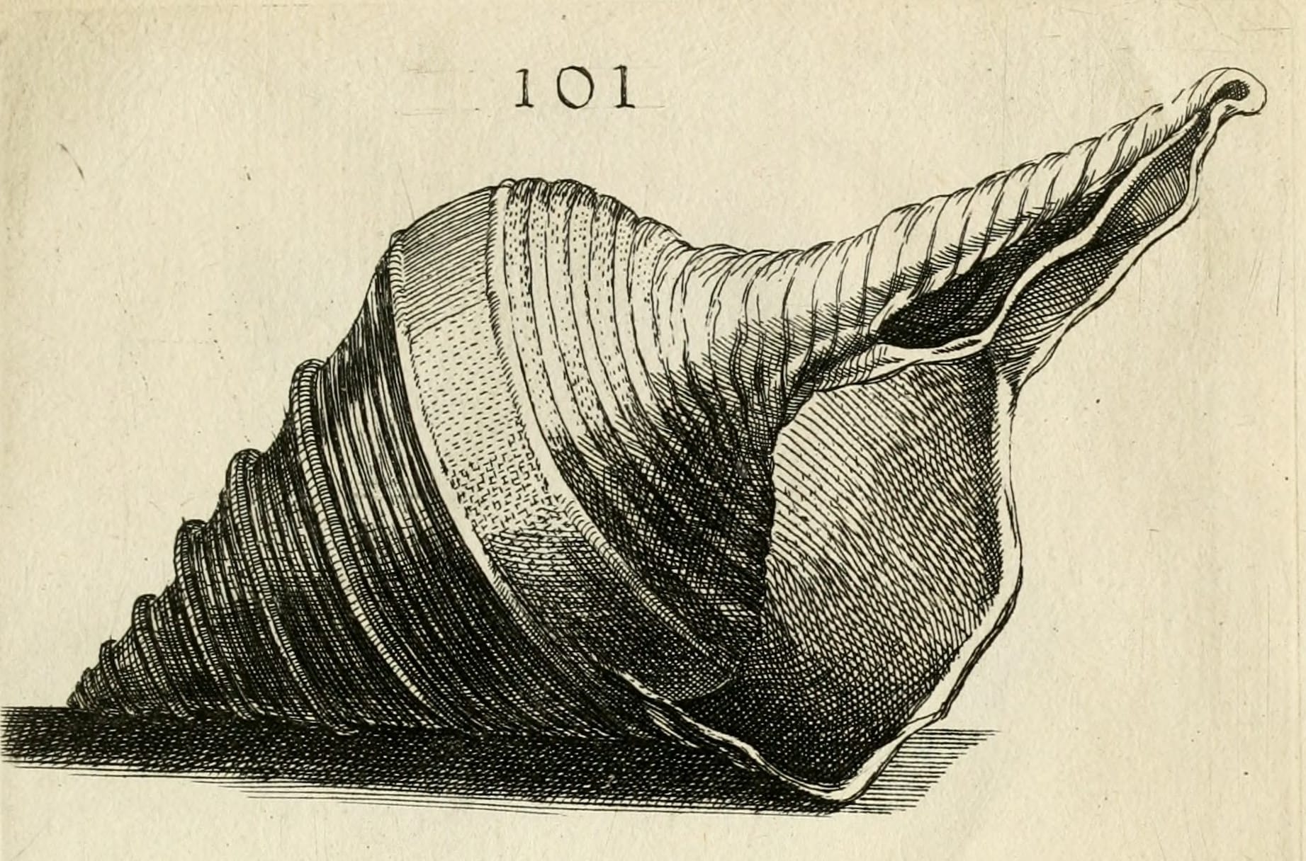 Syrinx aruanus