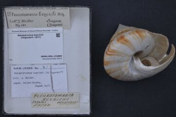 Pleurotomaria beyrichi