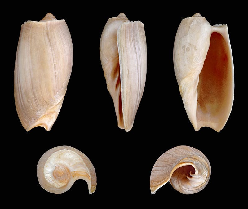 Cymbium