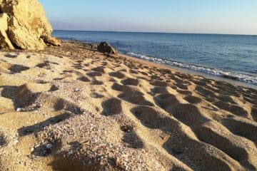 Detriti_conchiglie_spiaggia