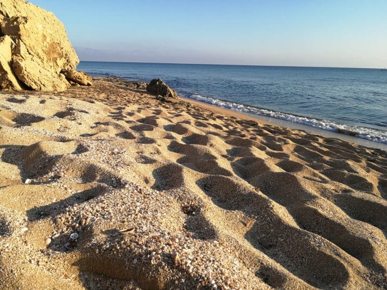 Detriti_conchiglie_spiaggia