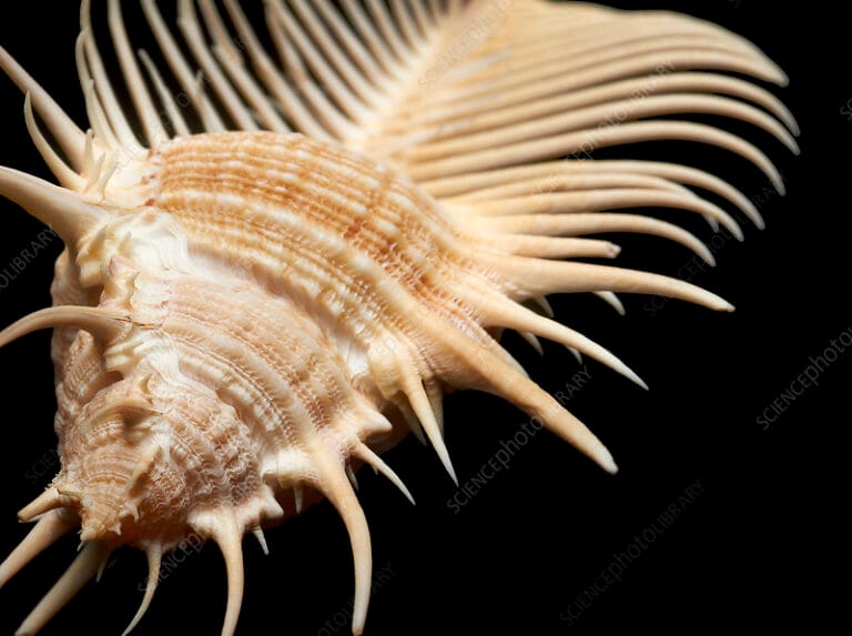 Murex pecten