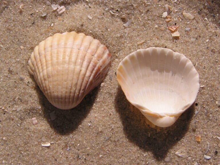 Bivalvi spiaggiati