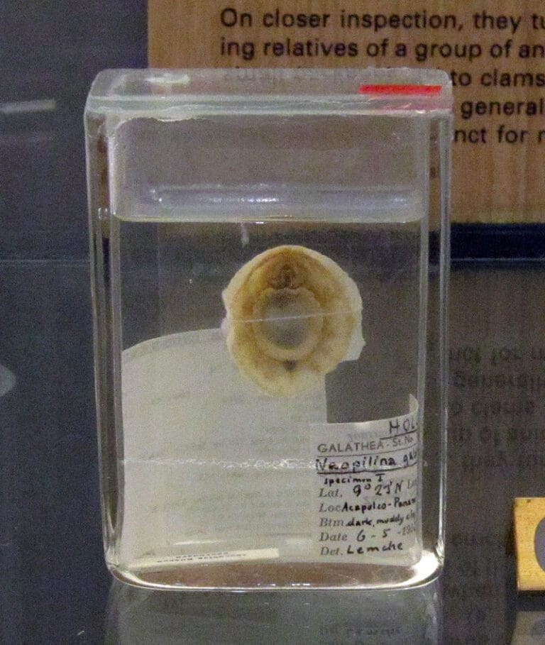 Galathea