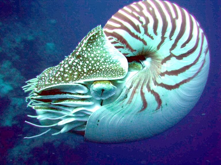 Nautilus