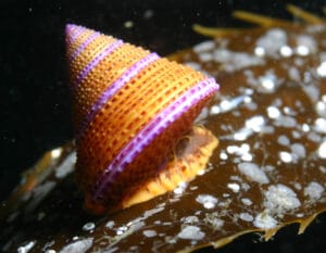Calliostoma annulatum