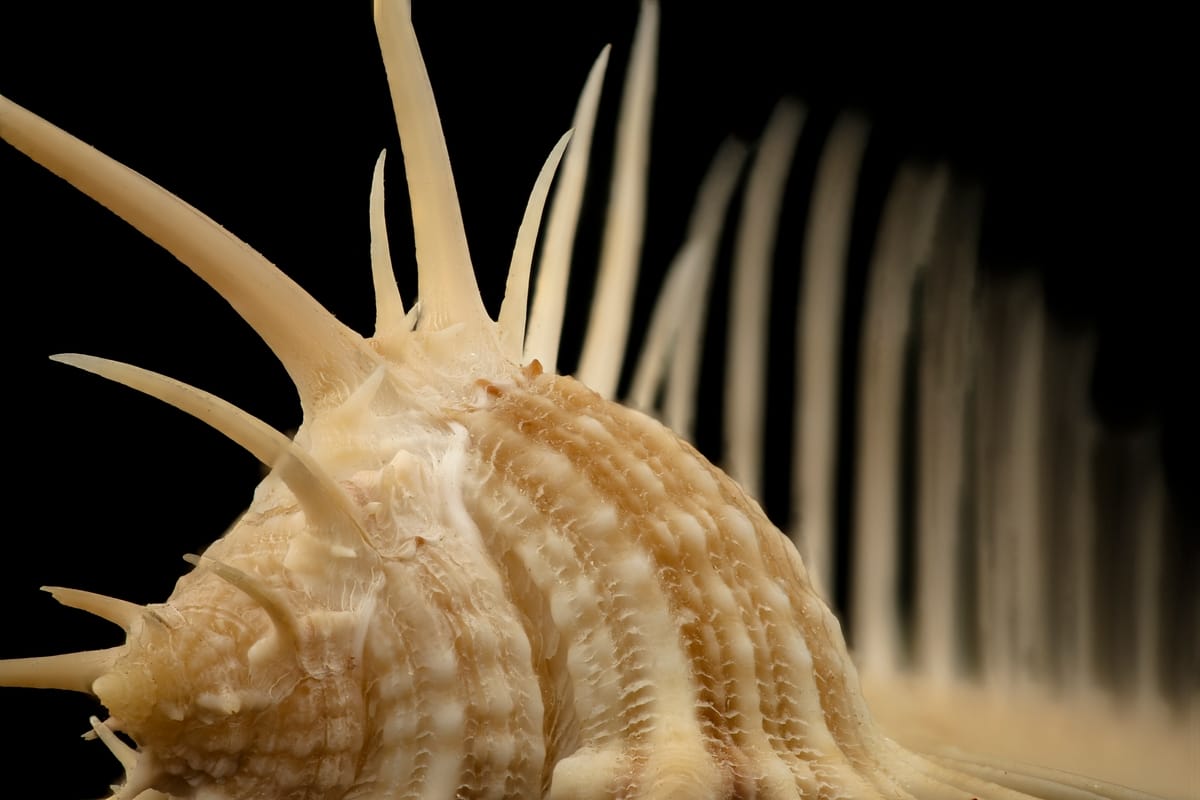 Muricidae, Murex pecten