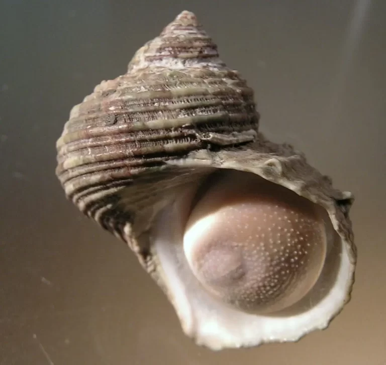 opercolo di turbo chinensis